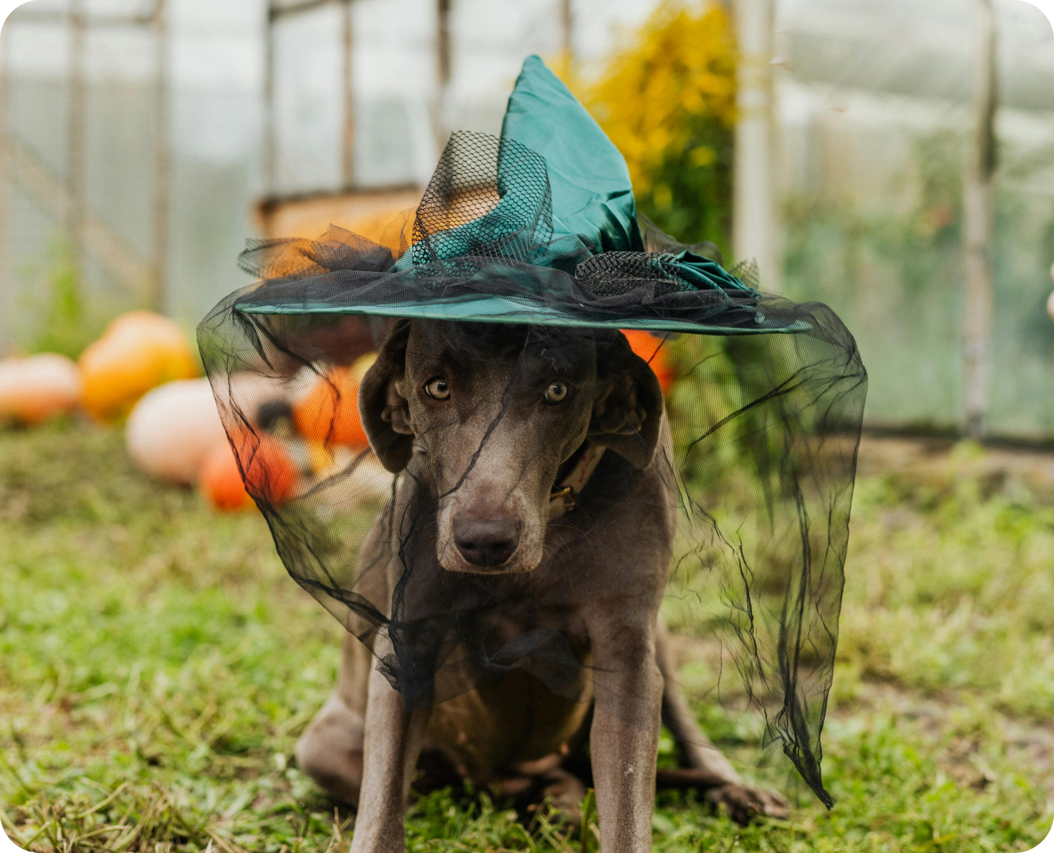 Atrações incríveis para o seu Halloween em MA
